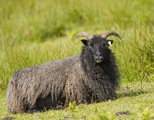 Fototapeta premium Black sheep (Ovis aries)