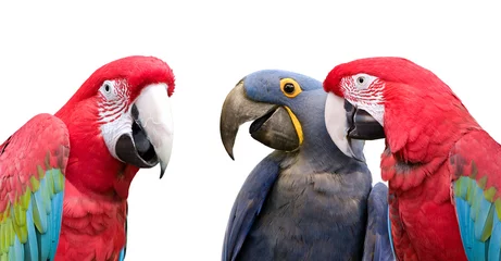 Raamstickers Parrot meeting © Vivid Pixels