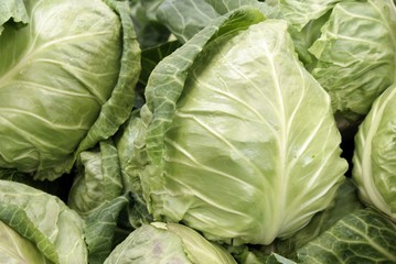 early cabbages