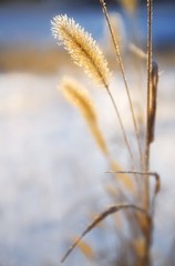 Fototapeta premium Close-up of ears of wheat