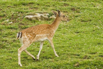 Fallow deer