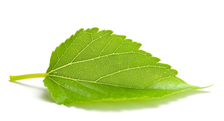 picture of green leaf isolated on white background - nature
