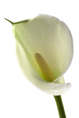 calla bianca