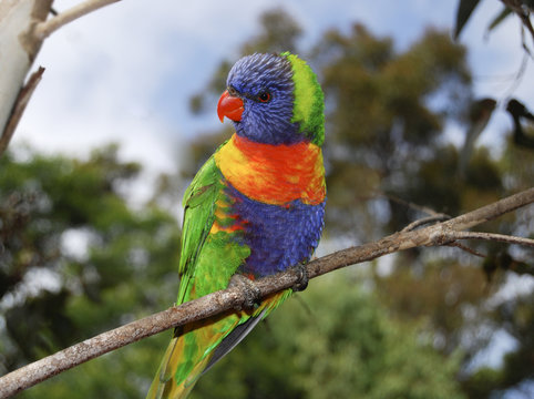 Rosella parrot, south eastern Australia