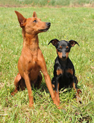 pinschers, adulte et chiot