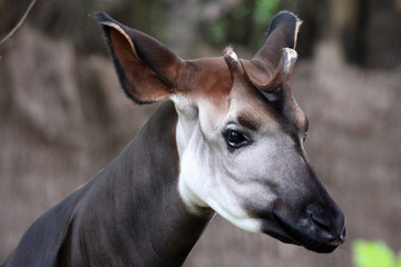Okapi