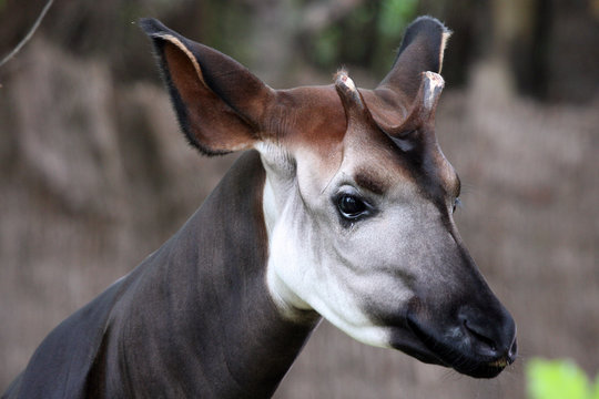 Okapi