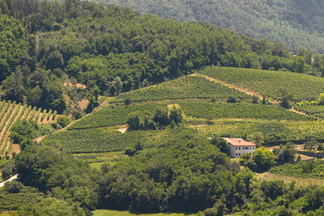Fototapeta na wymiar Italian vineyards on hills
