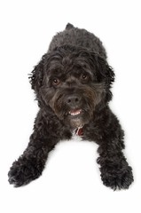 Black Bichon-Cocker Spaniel dog
