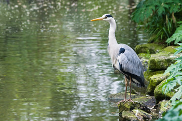 Grey heron at the waterside after eating fish - 13975558