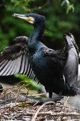 Obraz premium Great cormorant drying wings
