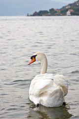 Swan