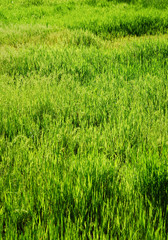 Plant background