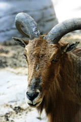 Steinbock