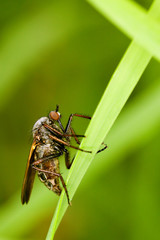 mouche insecte jardin macro aile trompe feuille
