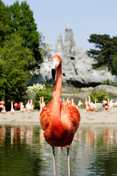 flamingo frontal