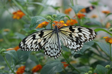 Schmetterling