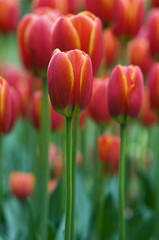 Obraz premium Red tulips