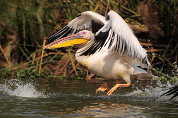 Great White Pelican (Pelecanus onocrotalus), lake Nakuru, Kenya