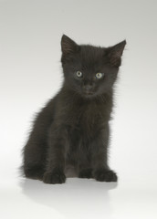 Black kitten