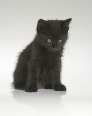 Black kitten