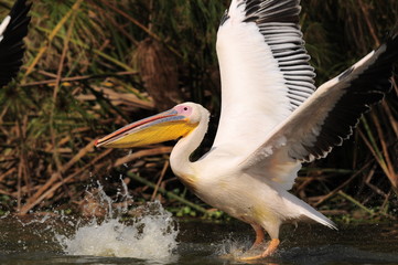 Great White Pelican (Pelecanus onocrotalus), lake Nakuru, Kenya