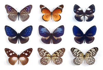 Danaidae