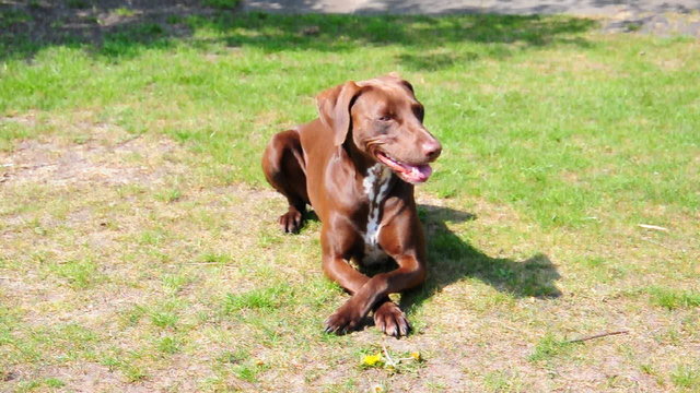 Hund im Platz