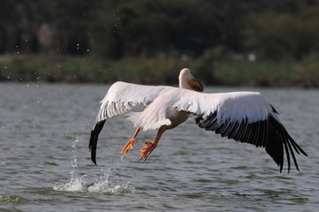 Great White Pelican (Pelecanus onocrotalus), lake Nakuru, Kenya