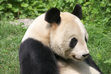 Fototapeta premium giant panda
