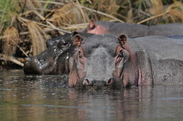 Hippo (Hippopotamus amphibius) at Naivasha Lake, Kenya