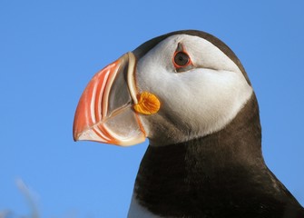 Papageitaucher - Puffin