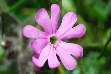 Fototapeta premium Fiorellino