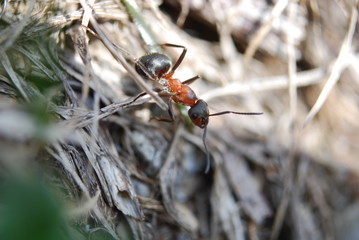 Formica rossa