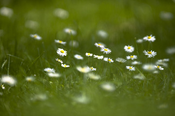 gänseblümchen 2 © Eva Kahlmann