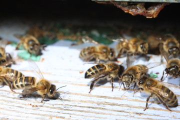 abeille à la ruche