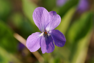 Obraz premium Veilchen