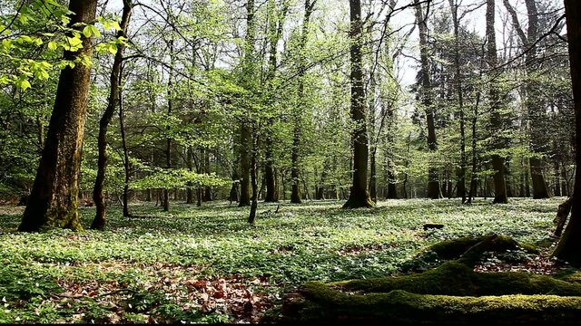 forest in spring
