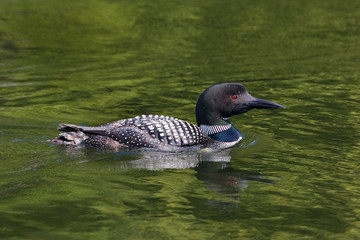 Common Loon XIII