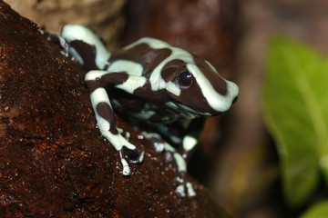 Dart Frog 1