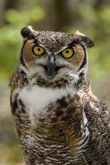 Great Horned Owl V (Bubo virginianus)