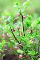 Blueberry  in the forest