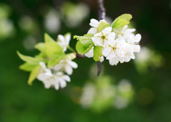 Cherry tree in bloom