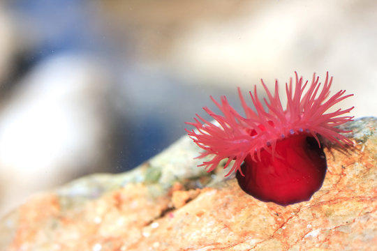 Beadlet anemone