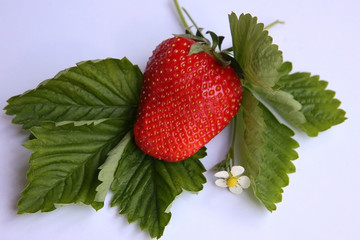 Erdbeeren