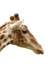 giraffa viso