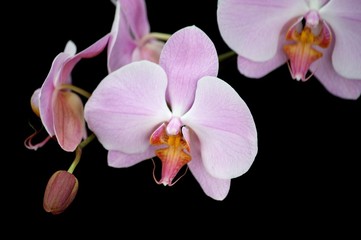 Obraz premium Pink Orchid Cluster
