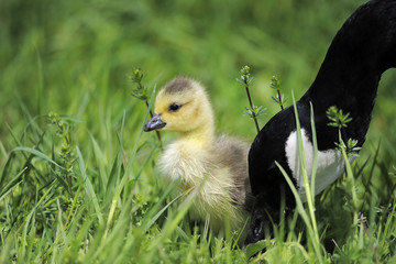 Kanadagans - Küken mit Mutter