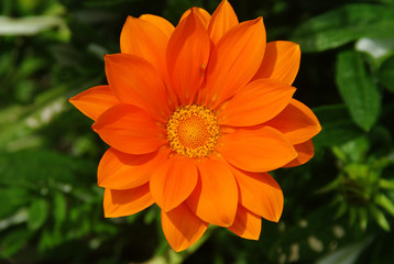 Blüte der Mittagsgoldblume
