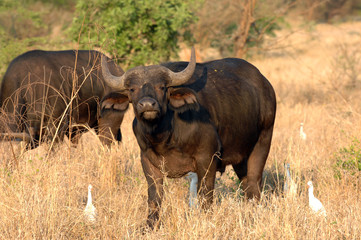 Obraz premium buffle au petit matin